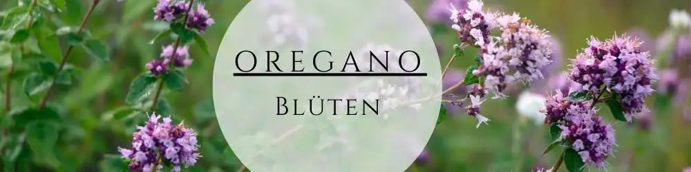 Oregano Blüten