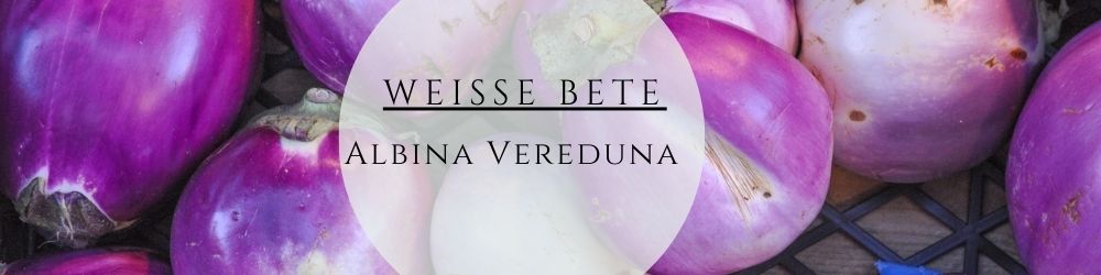 Zur Anzucht und Pflege deiner großen Aubergine Rotonda Bianca Sfumata di Rosa