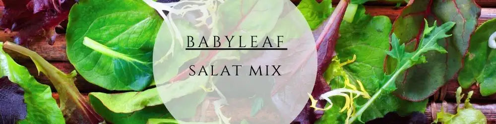 Babyleaf Salat anbauen