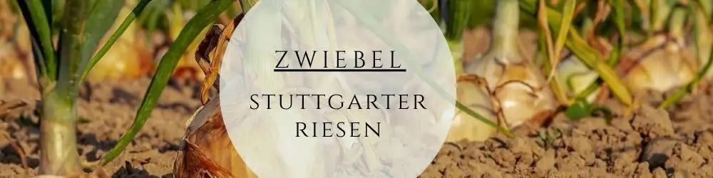 Zwiebel anbauen