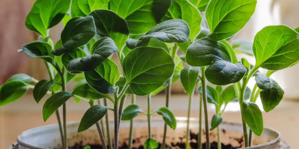 Große Aubergine anbauen Schritt für Schritt