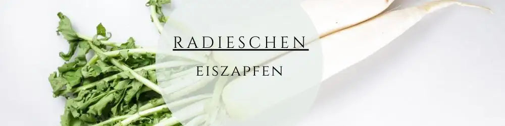 Zur Anzucht und Pflege deines Eiszapfen Radieschen