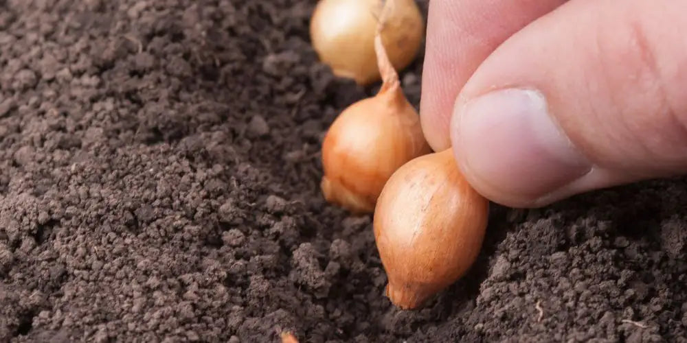 Zwiebel anbauen Schritt für Schritt