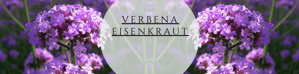 verbena eisenkraut anzucht