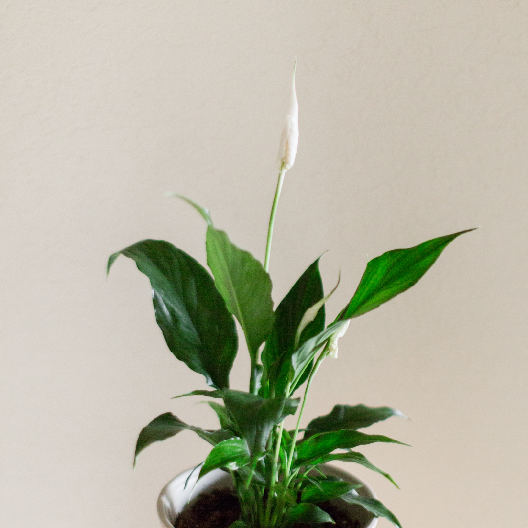 Spathiphyllum Maximusky plants in your bedroom