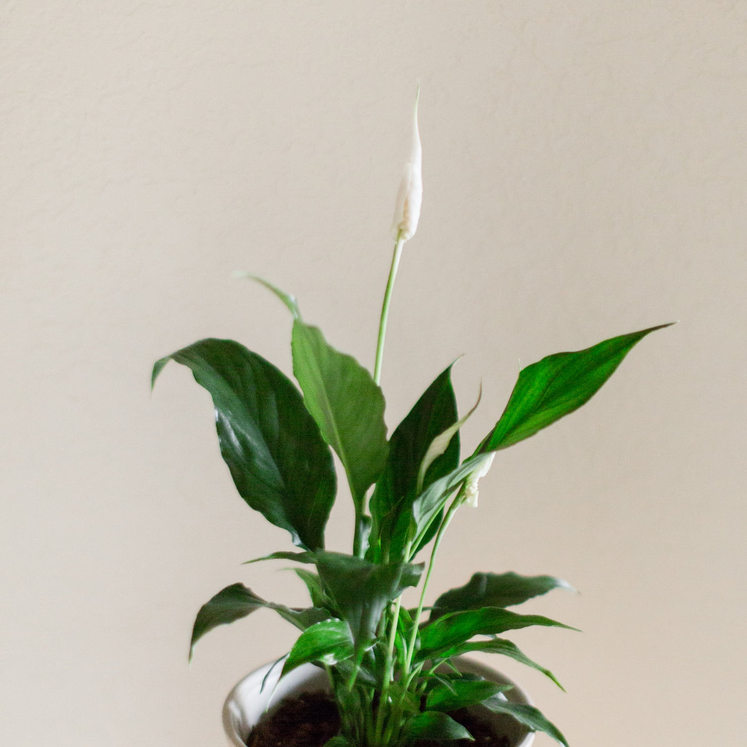 Spathiphyllum Maximusky rośliny w Twojej sypialni