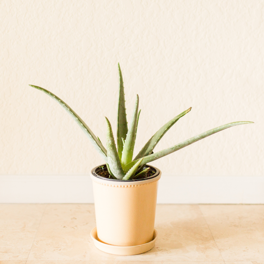 Aloe - What plants to have in your bedroom - Maximusky