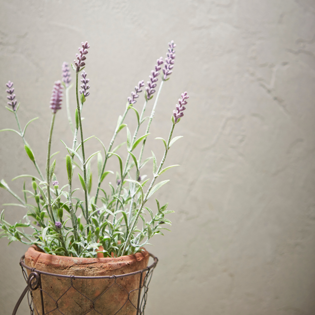 Lavendel in Ihrem Schlafzimmer - Maximusky Organic