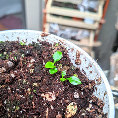 1-2 month old Philodendron Selloum Seedlings