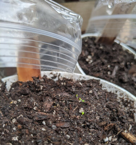 Lithops babies poking out of the soil! I used the ziploc method on these guys, as you can see the bag is off now that the seeds have germinated.