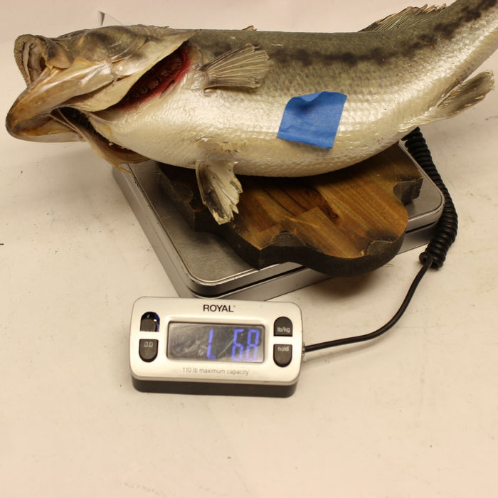 Real Skin Mount Large Mouth Bass Fish Taxidermy