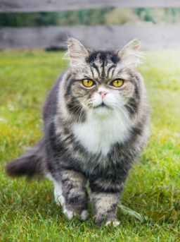 qualité de vie chez un chat âgé