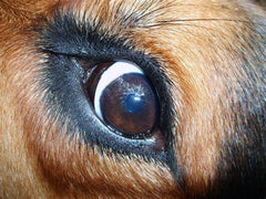 TraumaPet - Augentropfen - Hund Dritte Augenlid