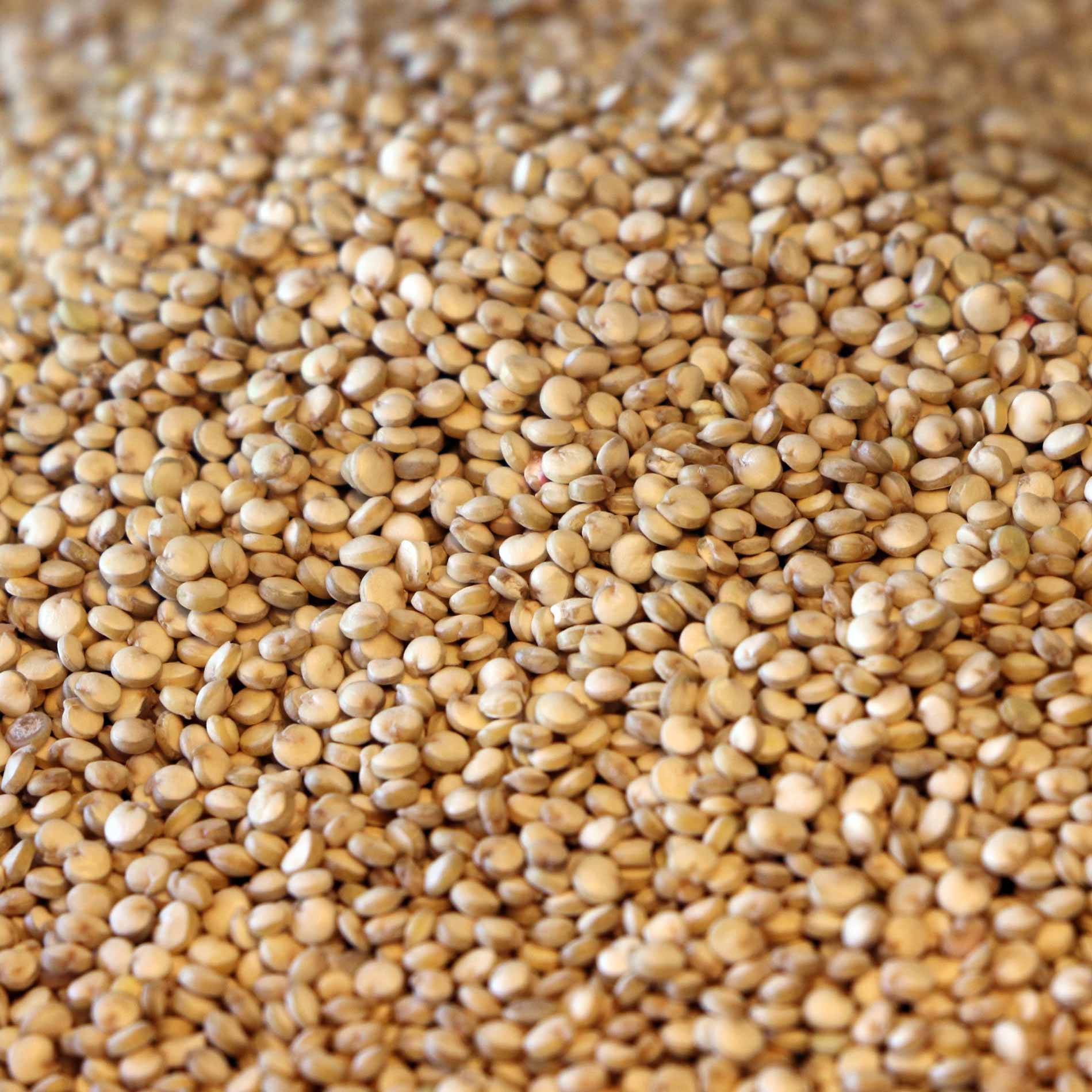 Quinoa Grain - Organic - Nana's Pantry