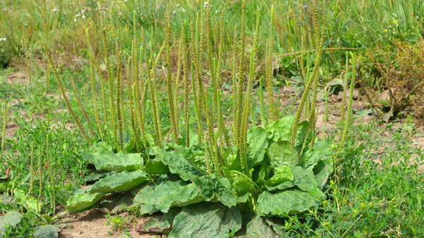 A trio of broadleaf plantain plants stand about 12 inches high in a field.