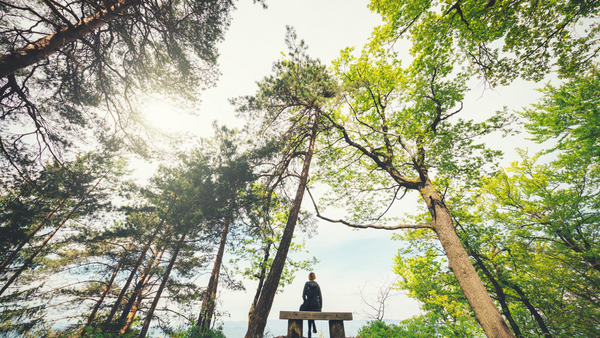 a woman sits on a bench surrounded by trees