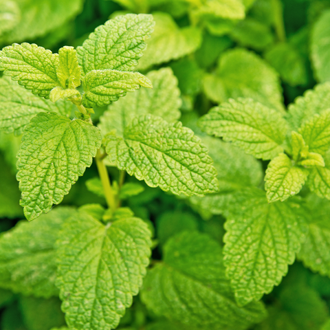 a close up of lemon balm leaves 