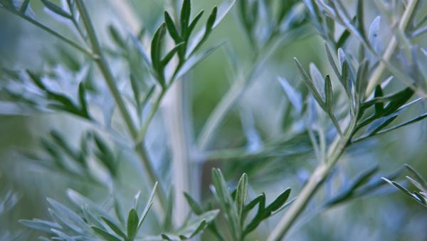 a close up  of the fuzzy, silvery leaves of mugwort