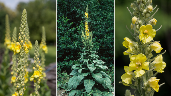 three photos of mullein flower stalks that display their towering form and vibrant yellow flowers