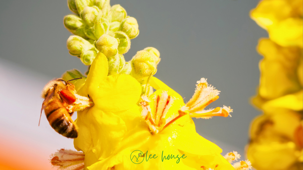 a bee rests on a bright yellow mullein flower