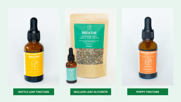 a banner contains three products made of mullein: Mullein flower essence in an amber dropper bottle, Mullein tea in a pouch with an amber dropper bottle of mullein leaf tincture, and mullein root tincture, in an anber dropper bottle