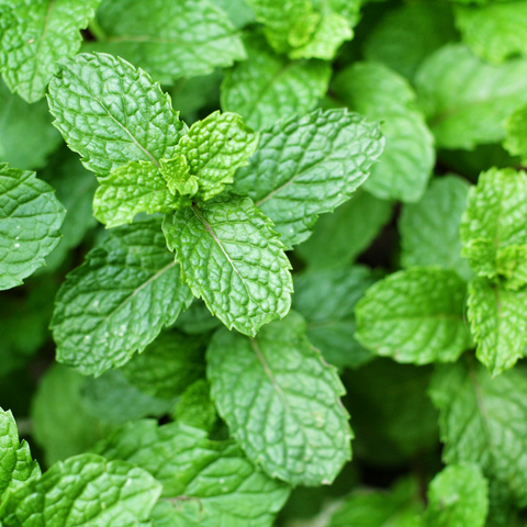 close up of dark green peppermint leaves