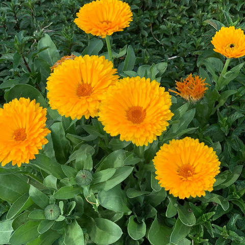 sunny yellowish orange calendual flowers growing in the garden bed