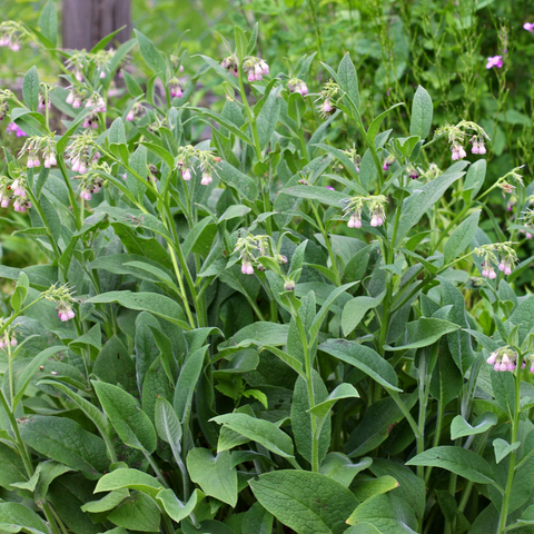 a patch of comfrey in bloom, it's deep green leaves surround clusters of vibrant purple flowers