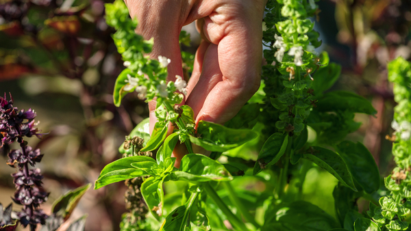 picking fresh basil for an herbal infusion sun tea