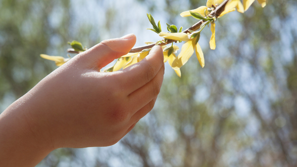 a hand touches the new leaves on a tree branch while the sun glistens in the background