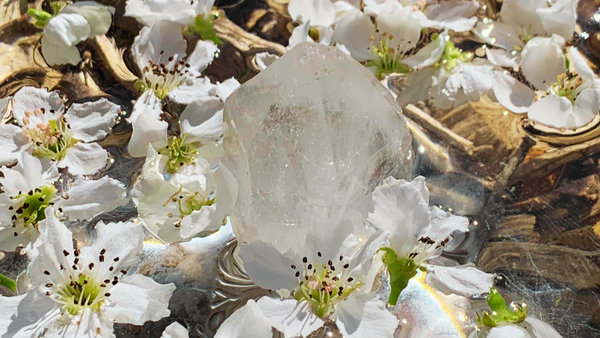 a clear crystal quartz sits in a bowl of pear flowers on the Spring Equinox, 2022