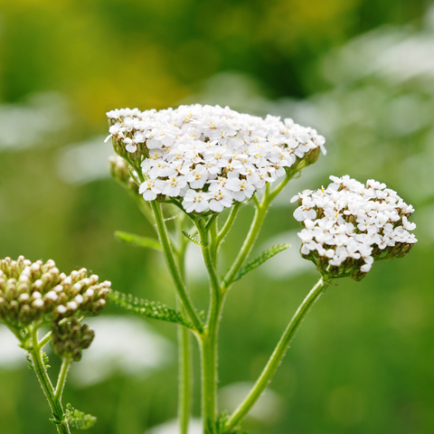 delicate cluster of white flowering yarrow in the foregroung, with a blurred background of leaves and more yarrow flowers