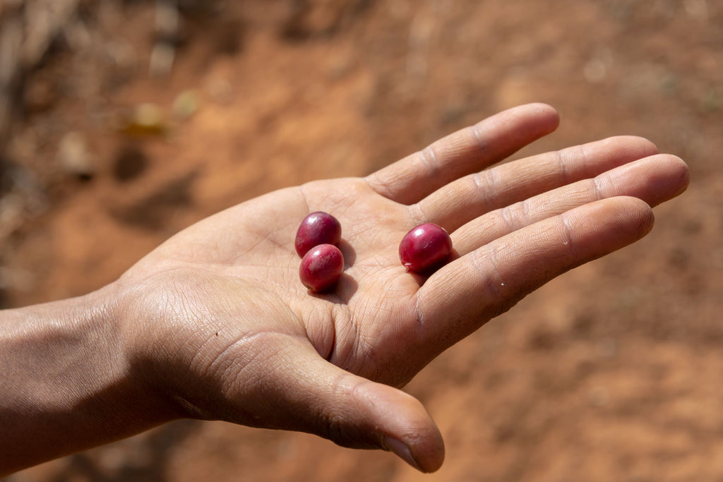 Myanmar Coffee Beans in Hand