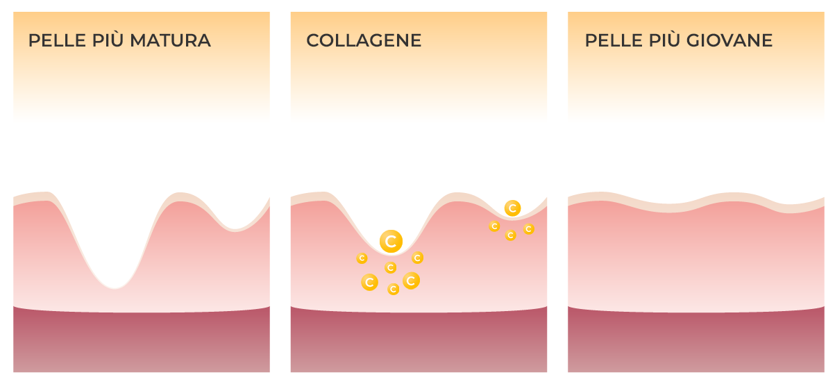 Informazioni sul collagene 