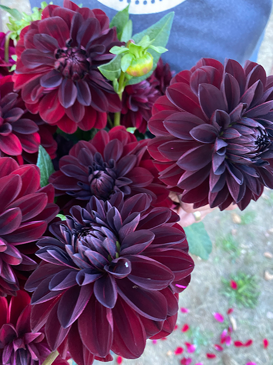 Dahlia Deep Red Velvet