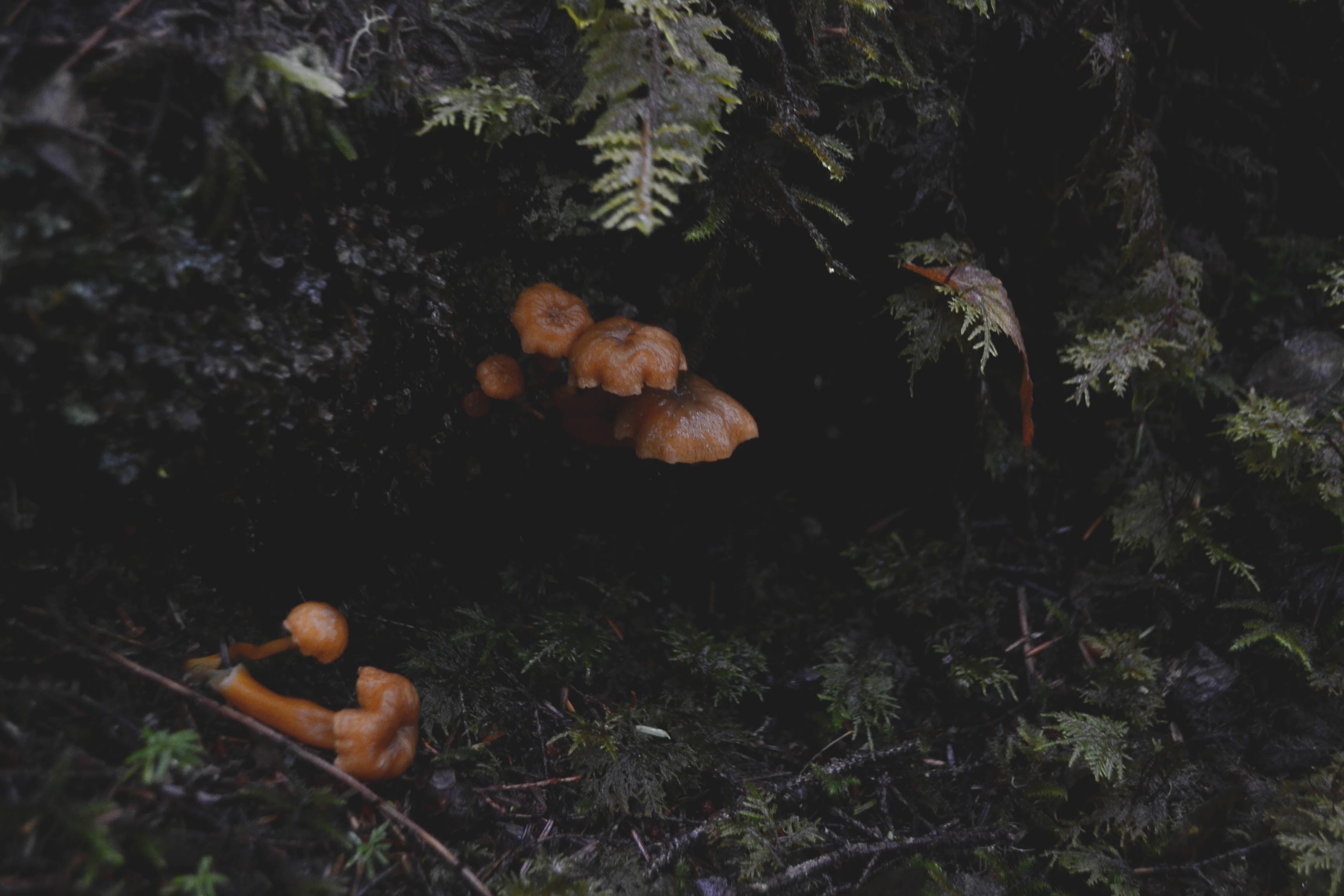Yellowfoot mushrooms peek out from the underside of a wet, mossy log in the Tongass rainforest
