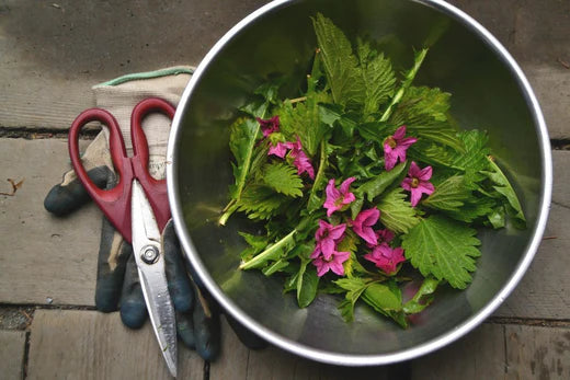 Harvesting foraged wild Alaskan plants. A bowl includes nettles, dandelion leaf, and salmonberry flower