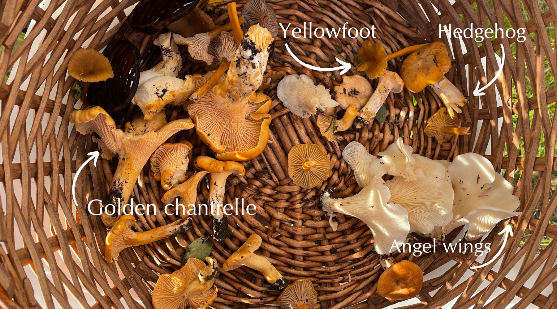 foraging wild mushrooms in Alaska - a basket full of foraged mushrooms including chanterelles, angelwings, hedgehog mushrooms