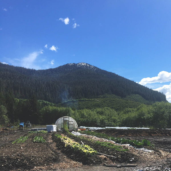 High tunnel and rows of vegetables growing under Alaska's midnight sun at Wrangell's Ocean View Gardens