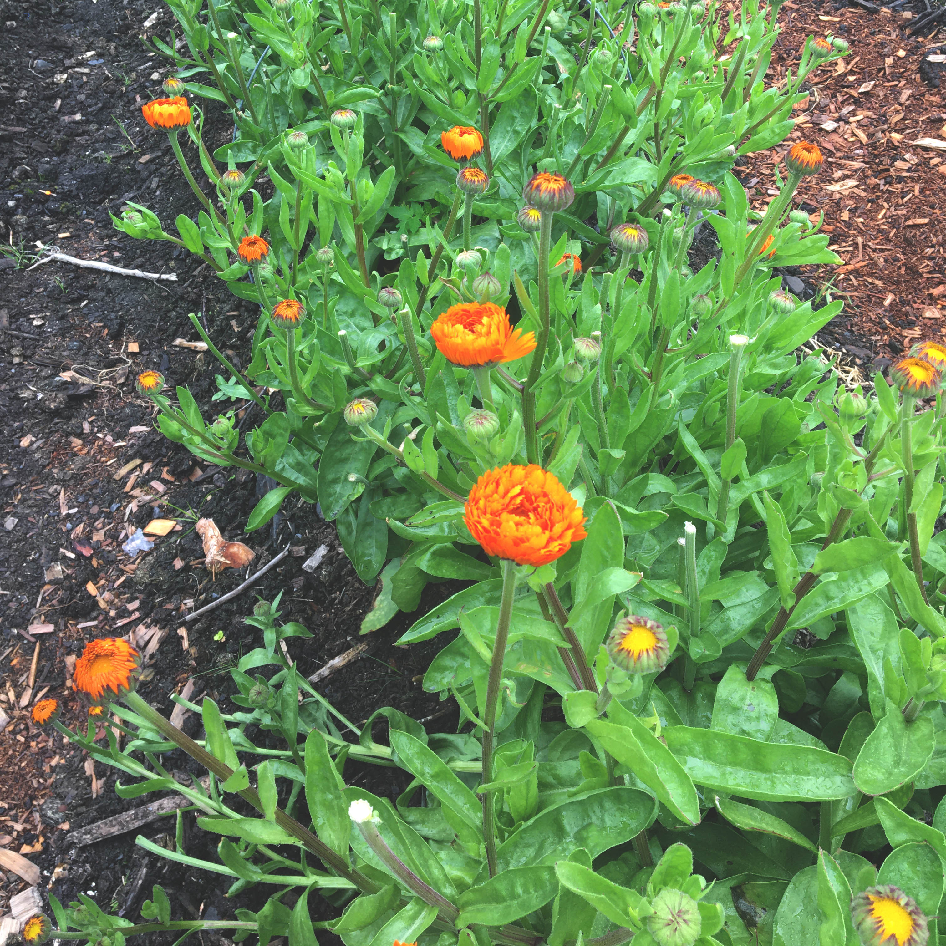 A row of orange calendula flowers in bloom