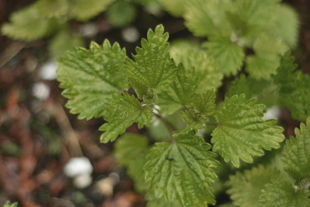A  green-leafed stinging nettle plant begins to leaf out from the soil in early spring