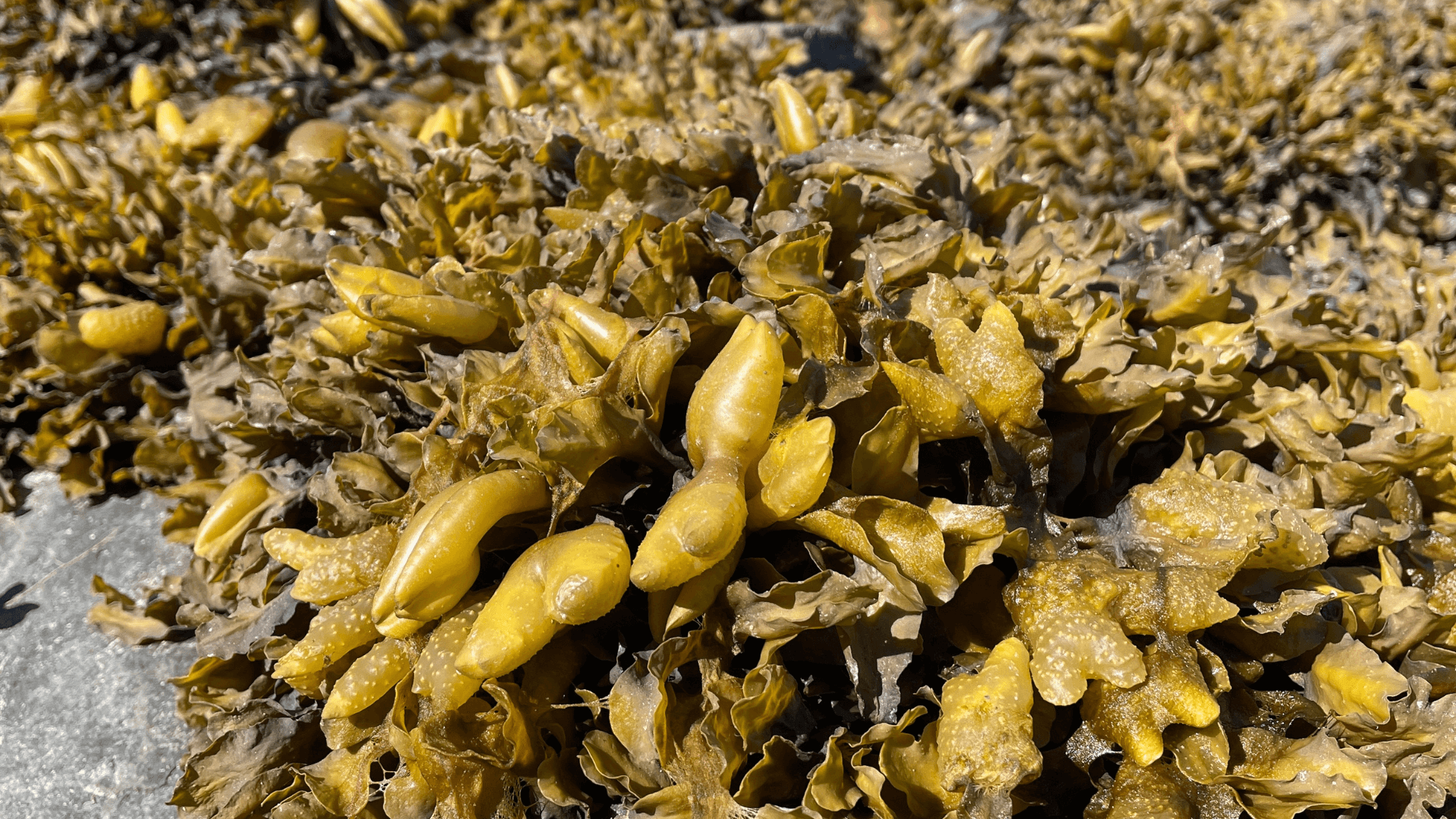 Bladderwrack seaweed grows on a beach in coastal Alaska