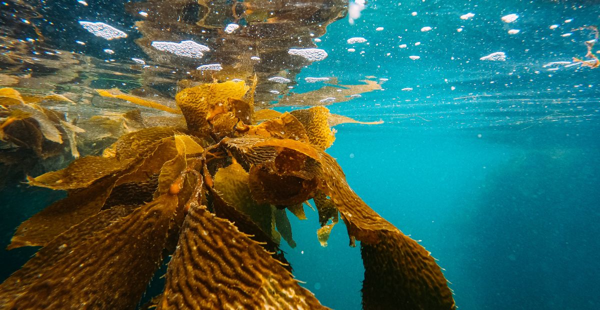 3 reasons to use seaweed in your skincare - featuring Alaskan kelp