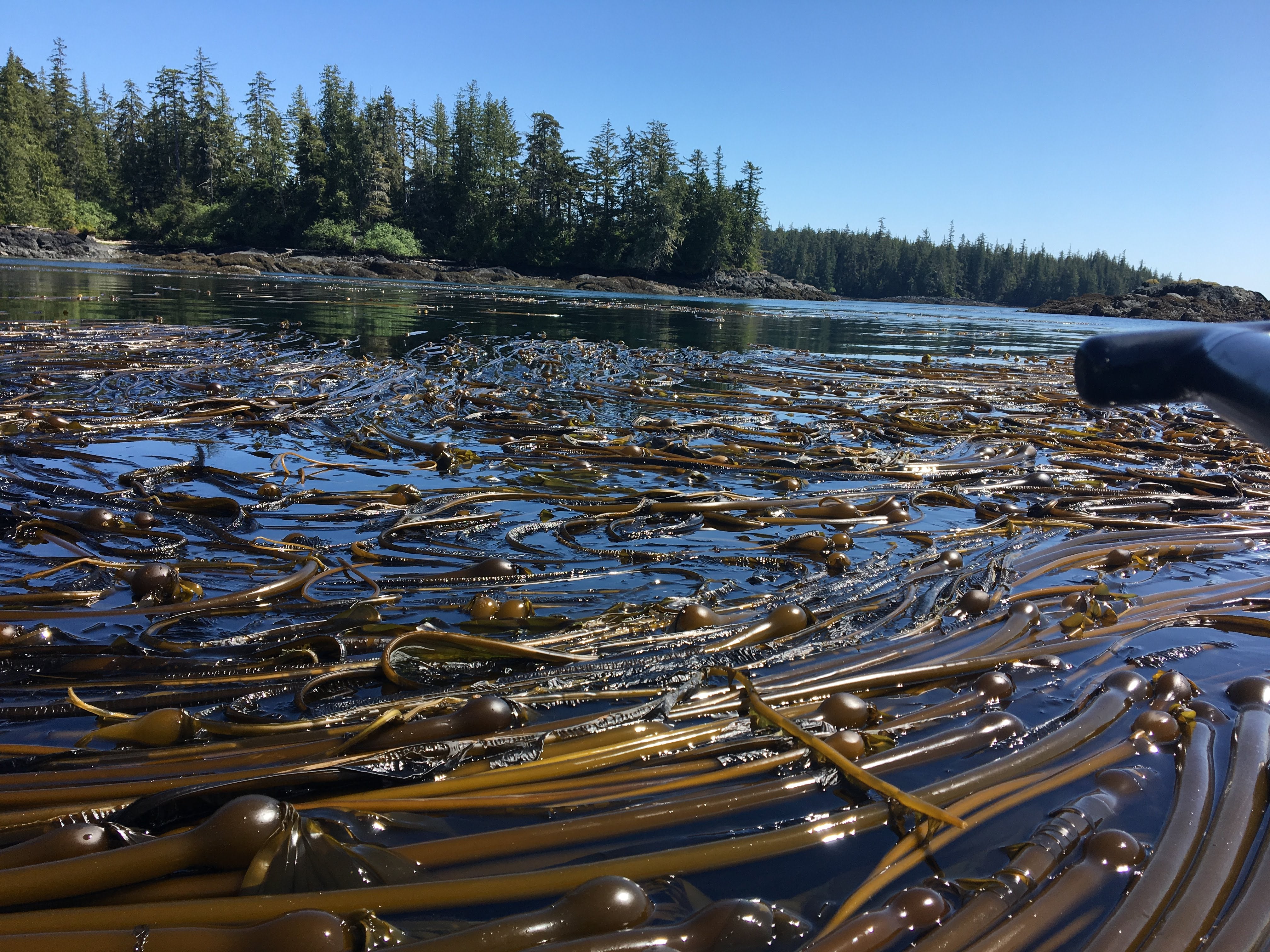 A wild alaskan kelp bed off the rocky shores of the pacific ocean. Image shows many fronds of kelp floating on the surface of the water