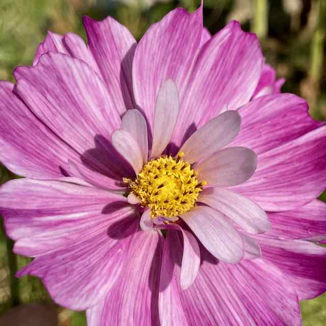 Graines de Cosmos bipinatus – Ferme Florale Urbaine