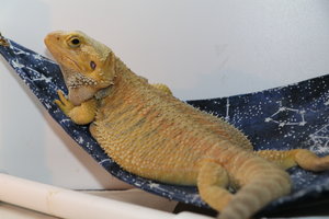 Bearded Dragon Facts: Types, Colors, Variations & Lifespan - XYZReptiles