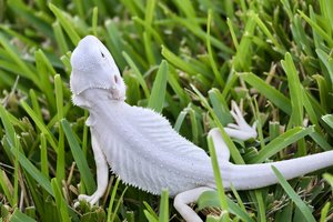 zero bearded dragon  zero bearded dragon