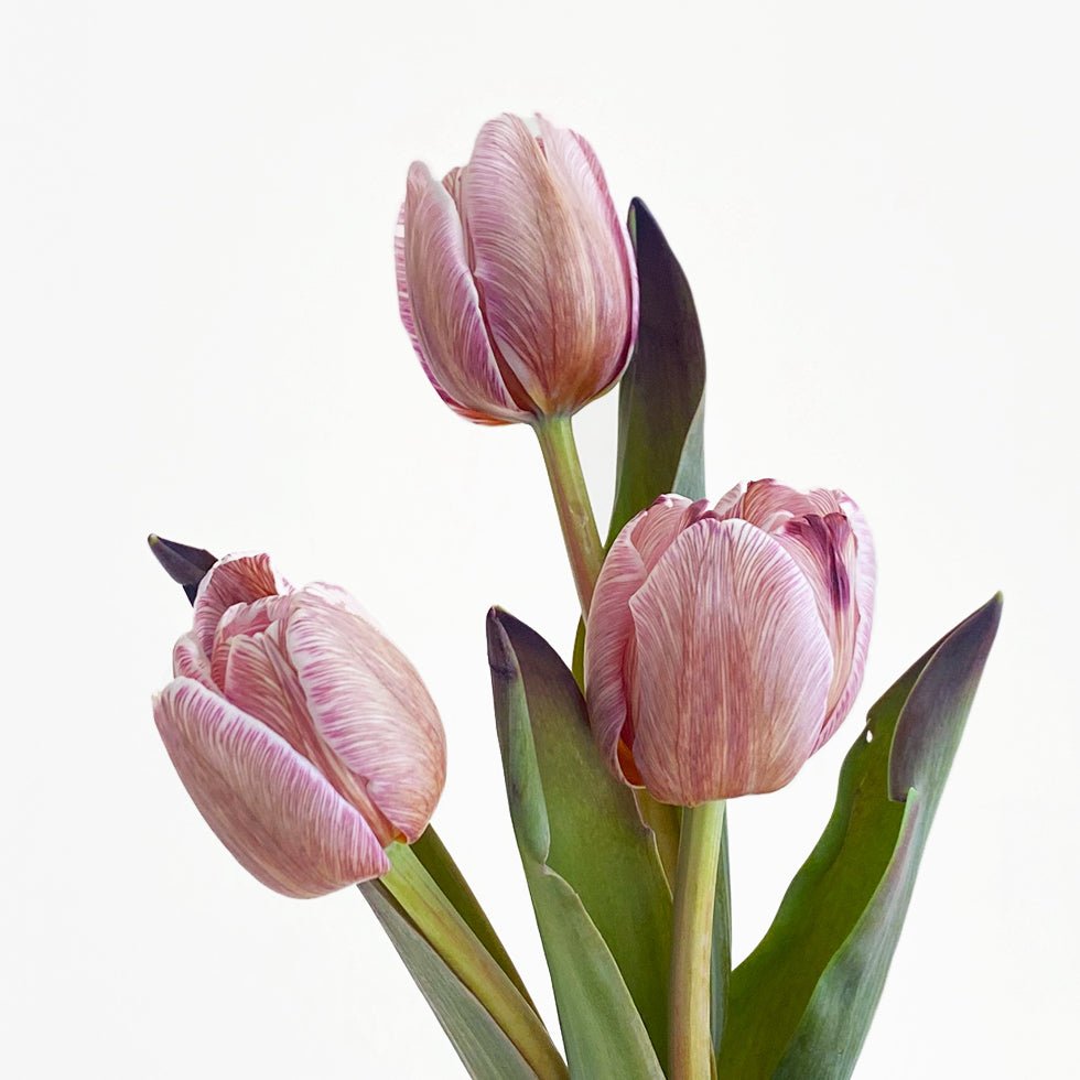 FBIG Portrait Tulips 1