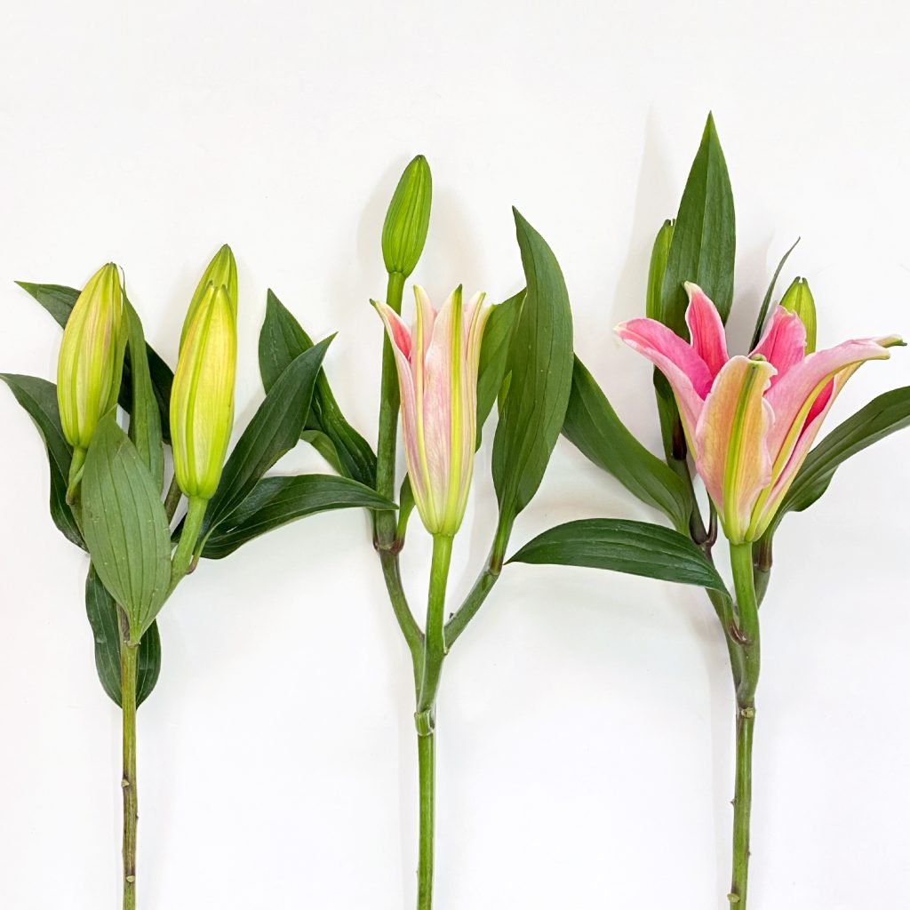 All About Lily Flowers & Keeping Them Fresh