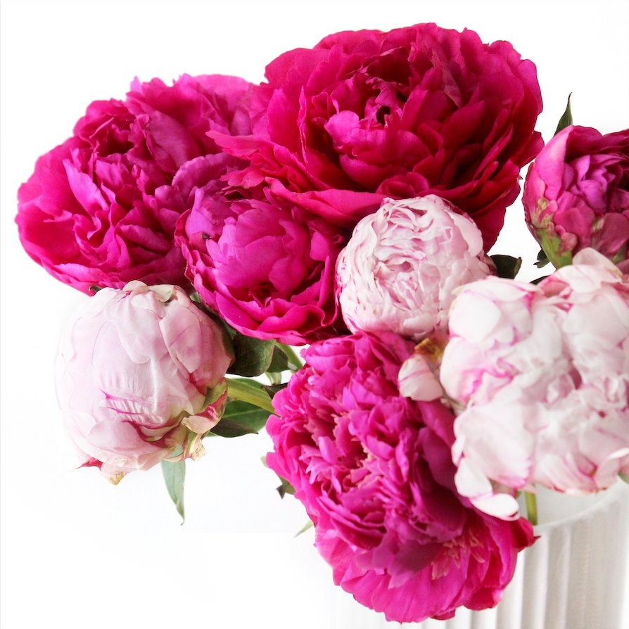 peony